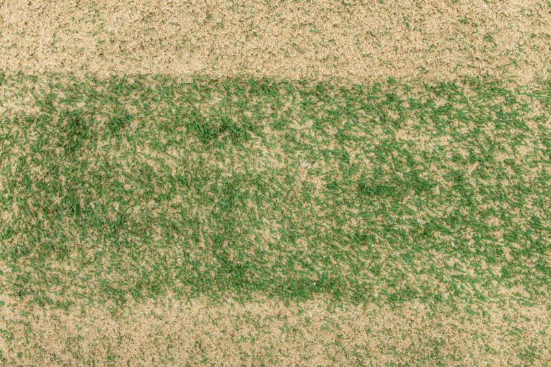 Piaskowanie trawnika – kiedy, czym i&nbsp;jak przeprowadzić ten zabieg?